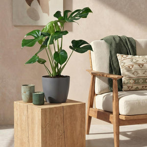Houseplants - Monstera Deliciosa - Swiss Cheese Plant - Low Maintenance - Green - 1 Plant - with Potter Grey - Pot 21cm - Height 70-80cm