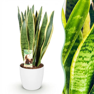 Houseplants - Sansevieria Laurentii - Snake Plant - Low maintenance - Green - yellow - 1 Plant - with Potter White - Pot 21cm - Height 70-80cm
