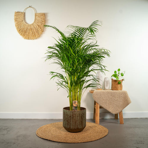 Areca palm - Ø21cm - ↕130cm