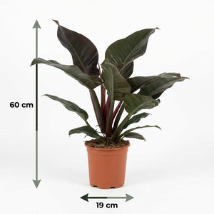 Houseplant - Philodendron - Philodendron Imperial Red - Red - Low Maintenance - 1 Plant - Pot 19cm - Height 60cm