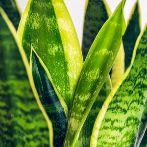 Houseplants - Sansevieria Laurentii - Snake Plant - Low maintenance - Green - yellow - 1 Plant - with Potter White - Pot 21cm - Height 70-80cm