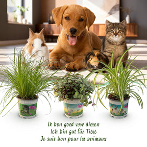Houseplant - Cyperus - Calissia - Chlorophytum - Mix of 3 - Pet-Friendly Plants - Green - 3 Plants - with Potter White - Pot 12cm - Height 20cm