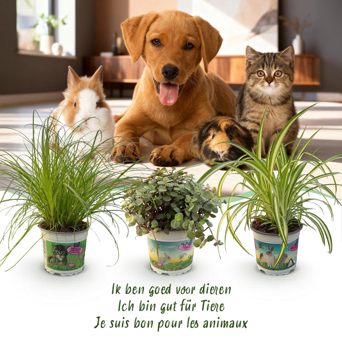 Houseplant - Cyperus - Calissia - Chlorophytum - Mix of 3 - Pet-Friendly Plants - Green - 3 Plants - with Potter White - Pot 12cm - Height 20cm