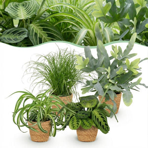 Houseplant - Chlorophytum - Cyperus - Phlebodium - Marantha - Mix of 4 - Pet-Friendly Plants - Green - 4 Plants - with Basket - Pot 12cm - Height 25cm