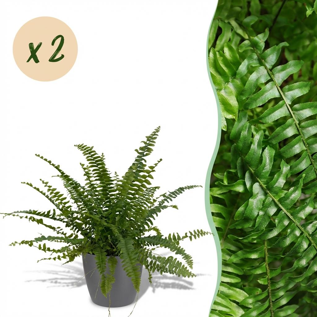 Houseplant - Nephrolepsis exaltata Green Lady - Fern - Pet-Friendly Plant - Green - 2 Plants - with Potter Grey - Pot 12cm - Height 25cm
