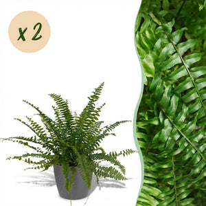 Houseplant - Nephrolepsis exaltata Green Lady - Fern - Pet-Friendly Plant - Green - 2 Plants - with Potter Grey - Pot 12cm - Height 25cm